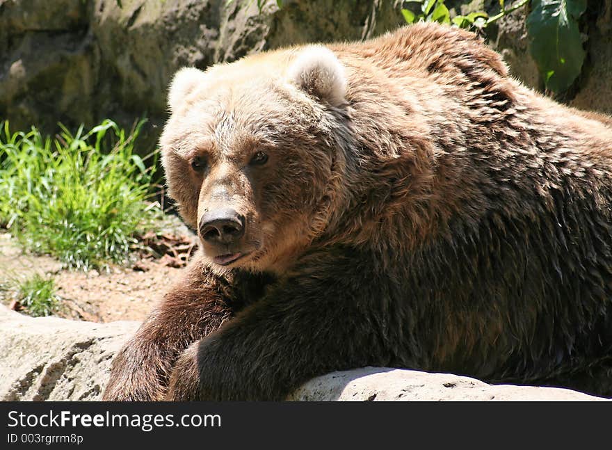 Brown Bear