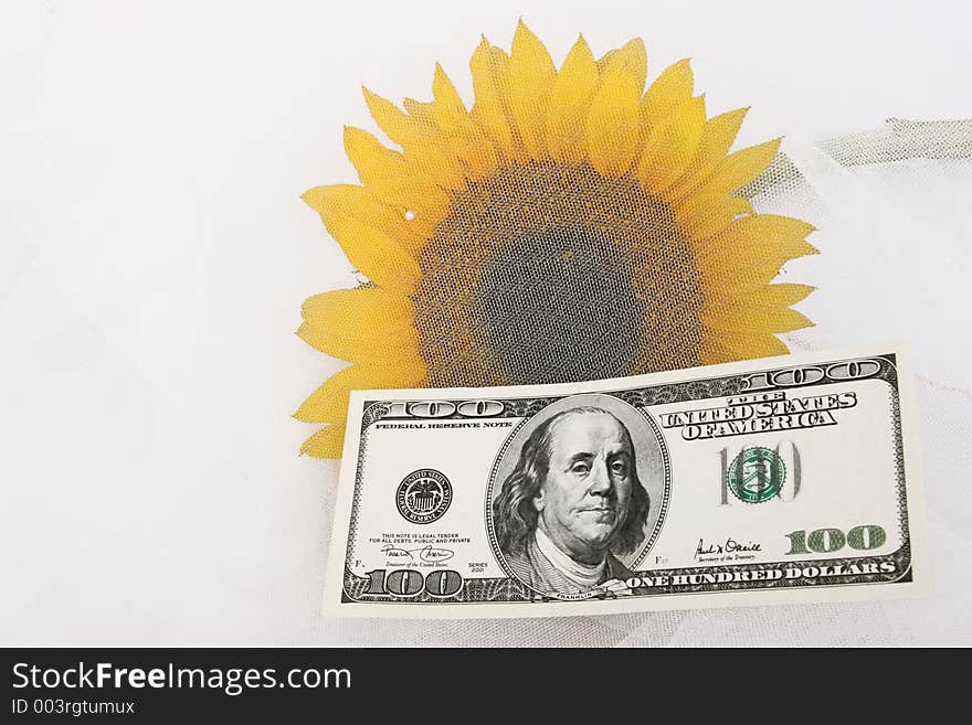 $100 Bill And A Yellow Sunflower