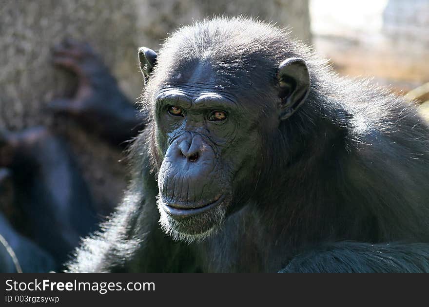 Chimpanzee