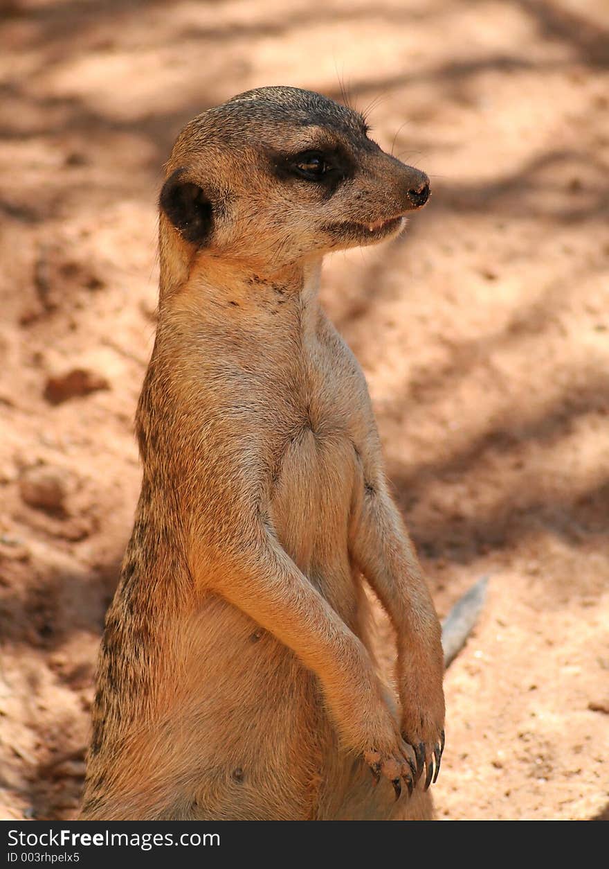 Meerkat watching, standing on his tail