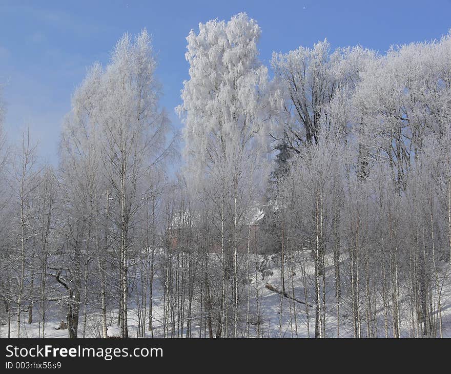 Winter landscape.