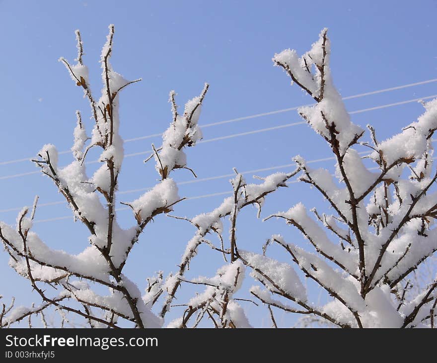 Branches Covered With Snow.