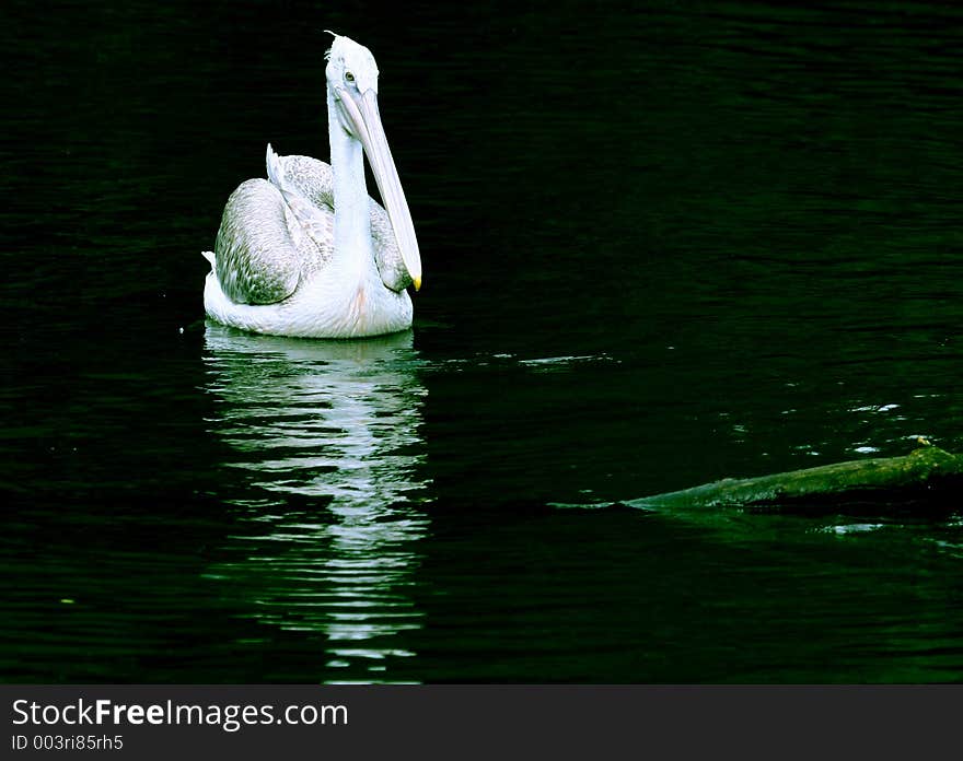 Pelican and black water