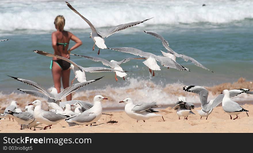 Group of seagulls on a beach