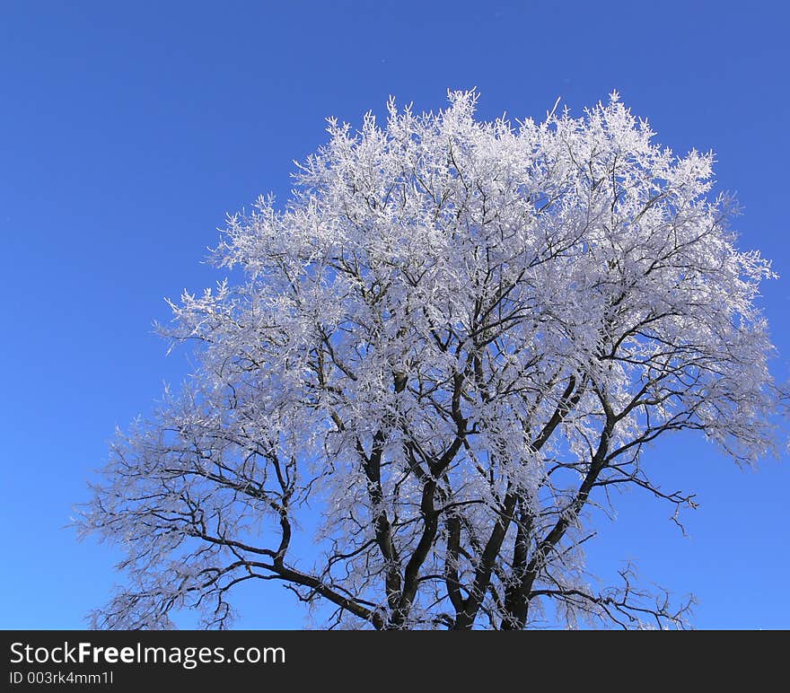 Hoar-frosted tree and clear blue sky. Hoar-frosted tree and clear blue sky.