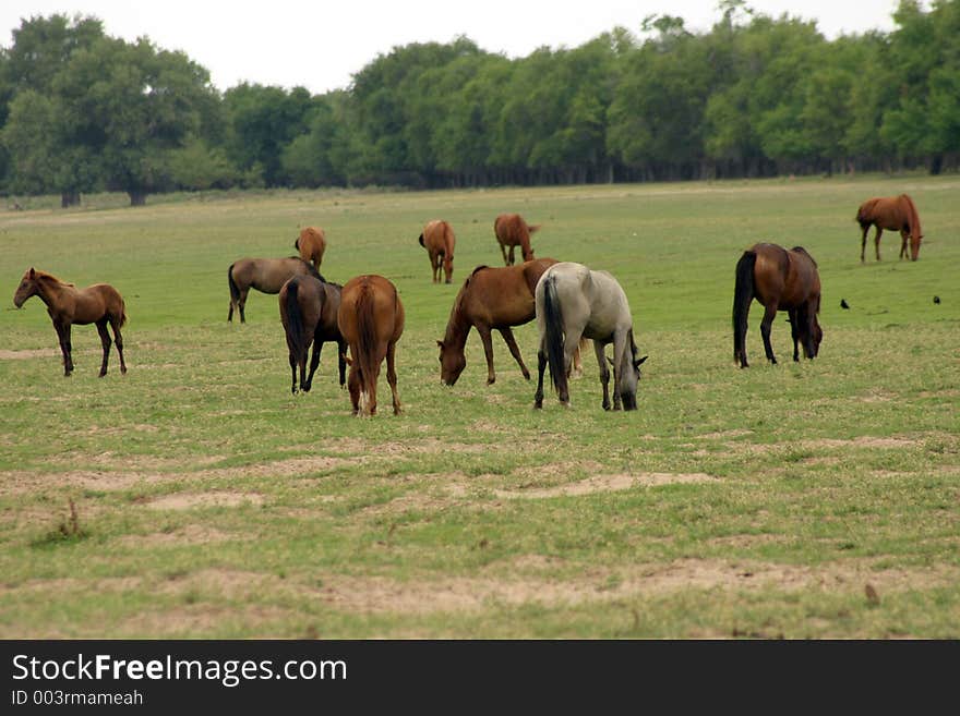 Wild Horses