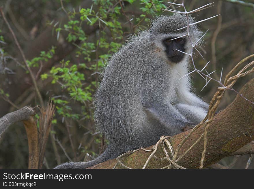 Vervet Monkey hiding in the trees. Vervet Monkey hiding in the trees