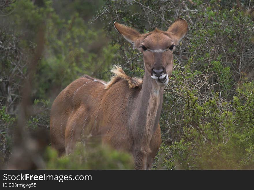 Kudu Female feeding. Kudu Female feeding