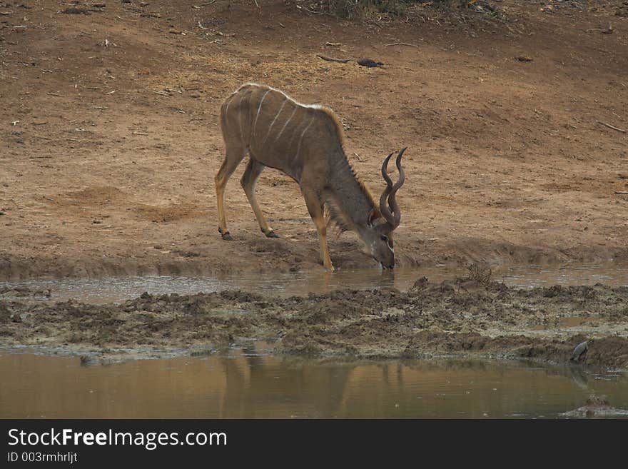 Male Kudu drinking at a waterhole. Male Kudu drinking at a waterhole