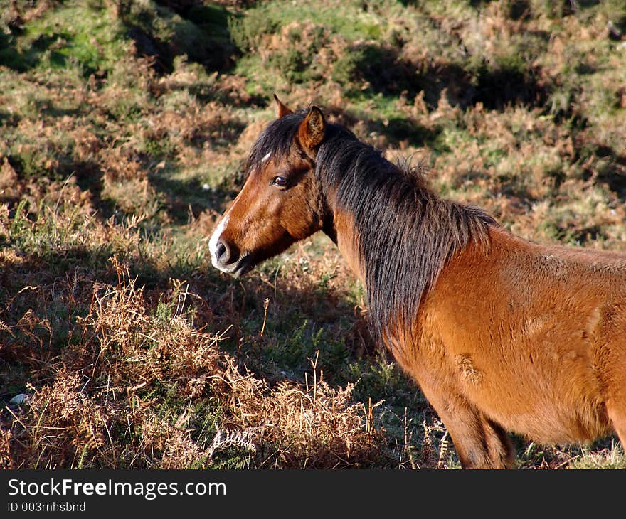 Wild Horse