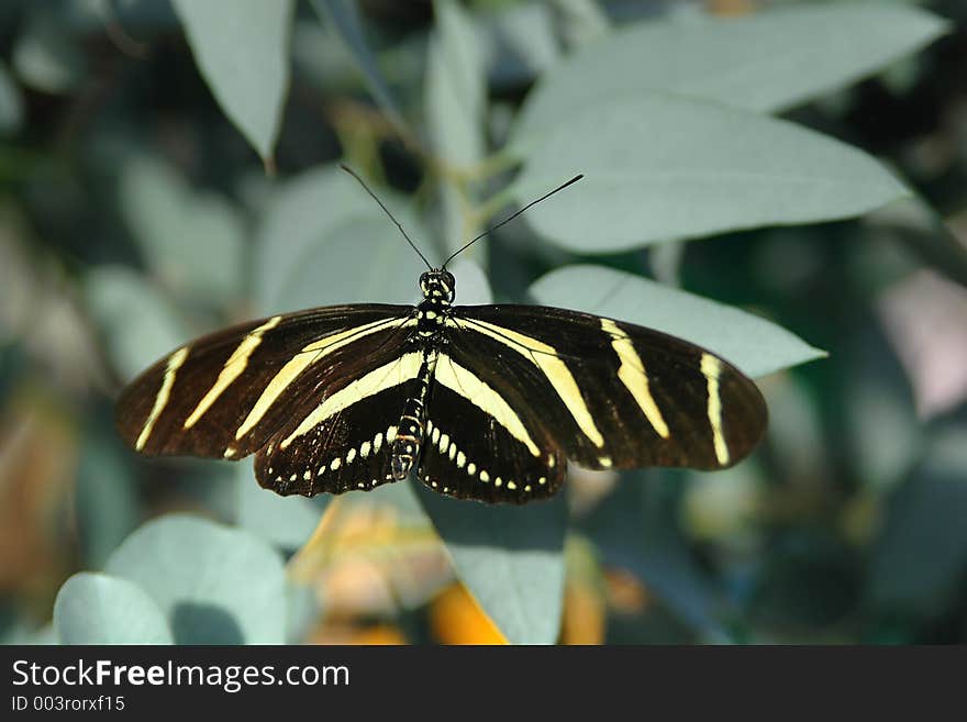 Heliconius on leaves close-up