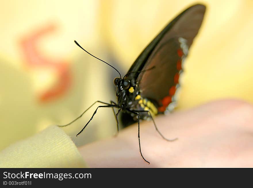 Butterfly on hand close-up