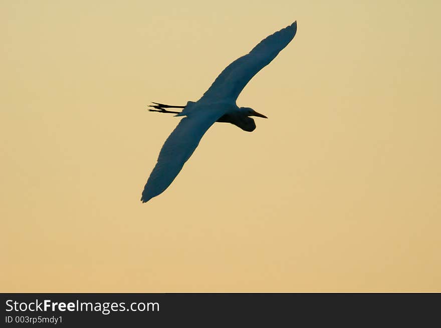 A heron flying