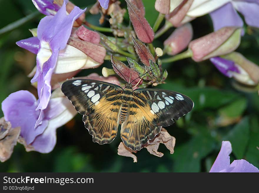 Clipper (parthenos sylvia) on lavender flowers close-up. Clipper (parthenos sylvia) on lavender flowers close-up