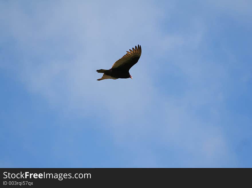 Turkey Vulture