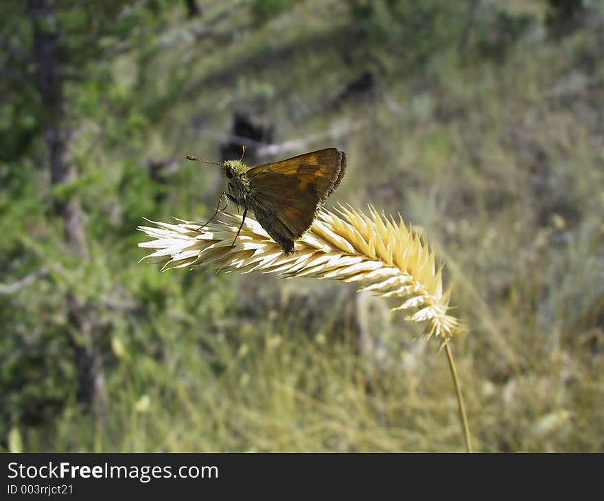 Butterfly on Grass