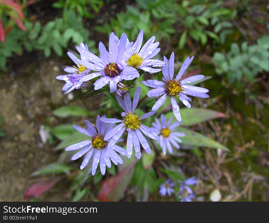 Flowers Showing Rain Drops. Flowers Showing Rain Drops