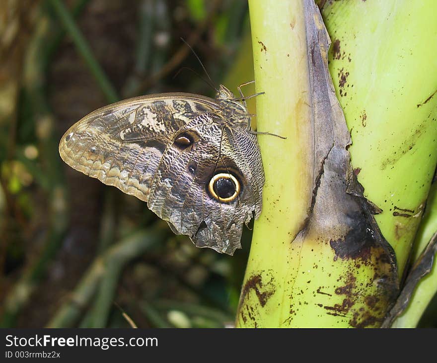 Owl Butterfly