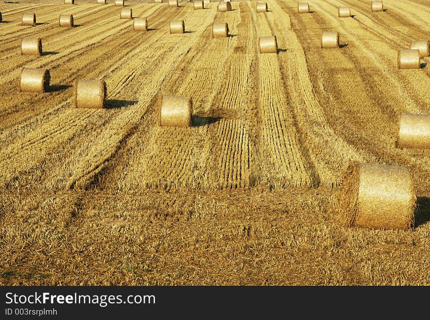 A field in the late summer. A field in the late summer