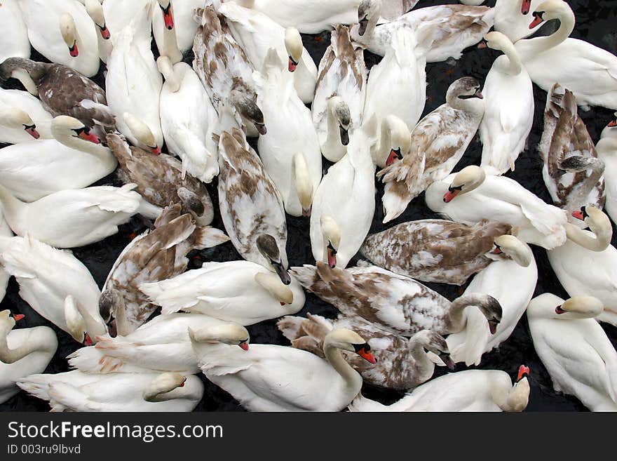 Mass Of Swans