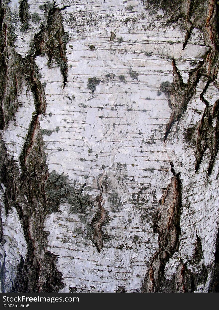 Trunk of birch