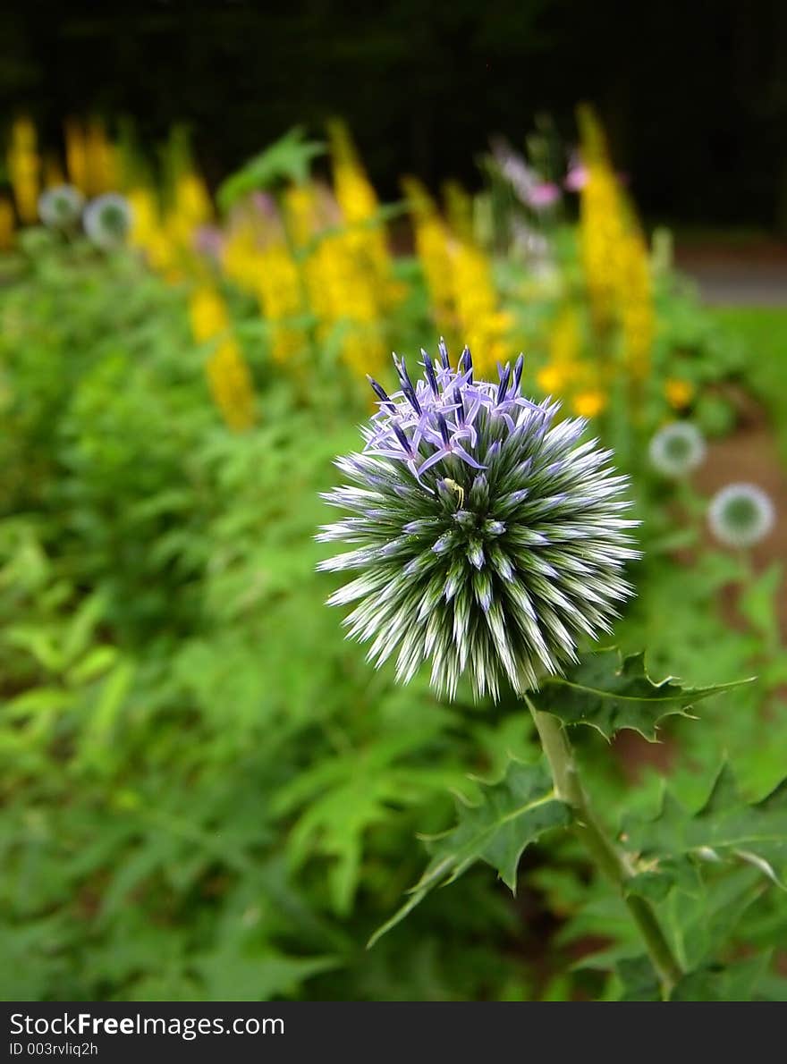 Thistle detail in the garden