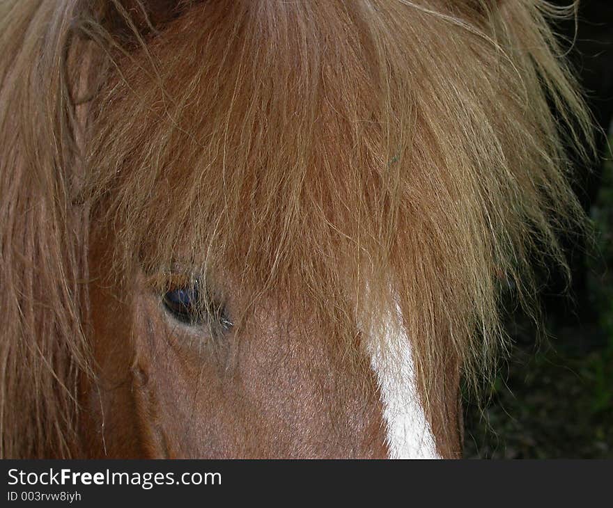 Head of a hairy brown horse. Head of a hairy brown horse