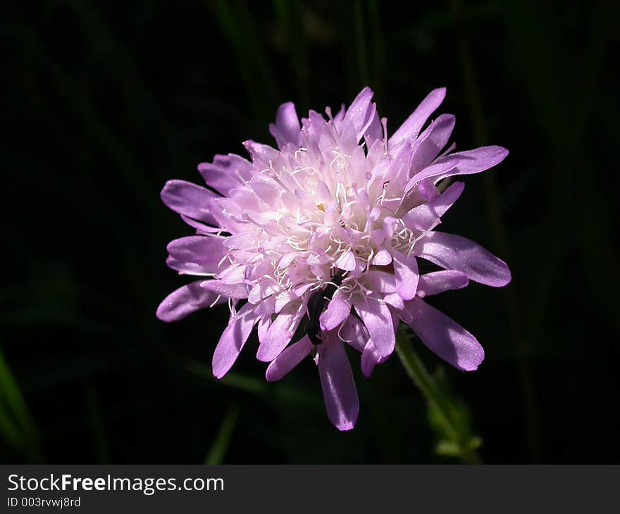 Scabiosa