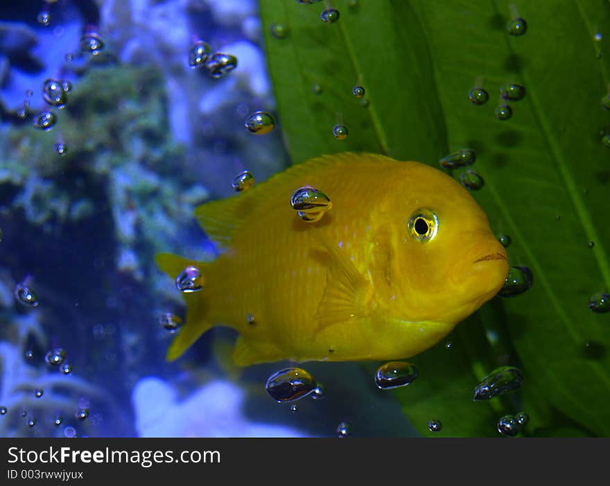 You cannot see me behind this bubble screen. You cannot see me but I can see you. You cannot see me behind this bubble screen. You cannot see me but I can see you.