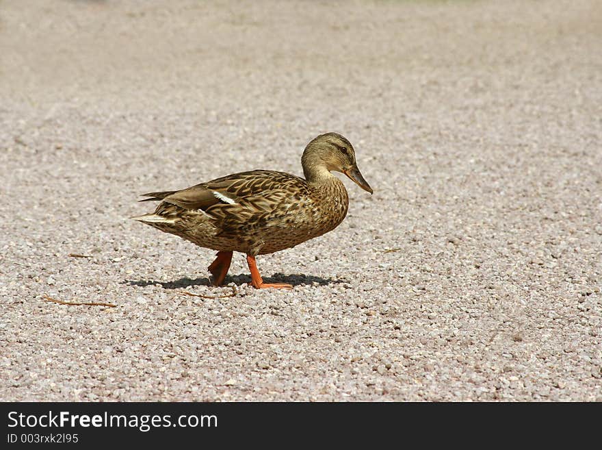 Duck Walking