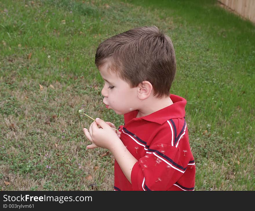 A yong boy blowing on a dandelion flower seed pod (blow flower). A yong boy blowing on a dandelion flower seed pod (blow flower).