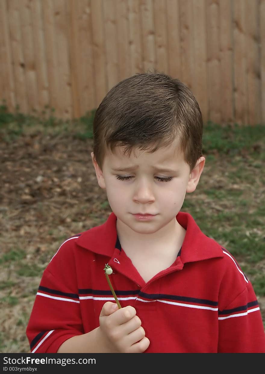 A young boy unhappy because there are no more seeds to blow off of a dandelion flower seed pod (blow flower). A young boy unhappy because there are no more seeds to blow off of a dandelion flower seed pod (blow flower).