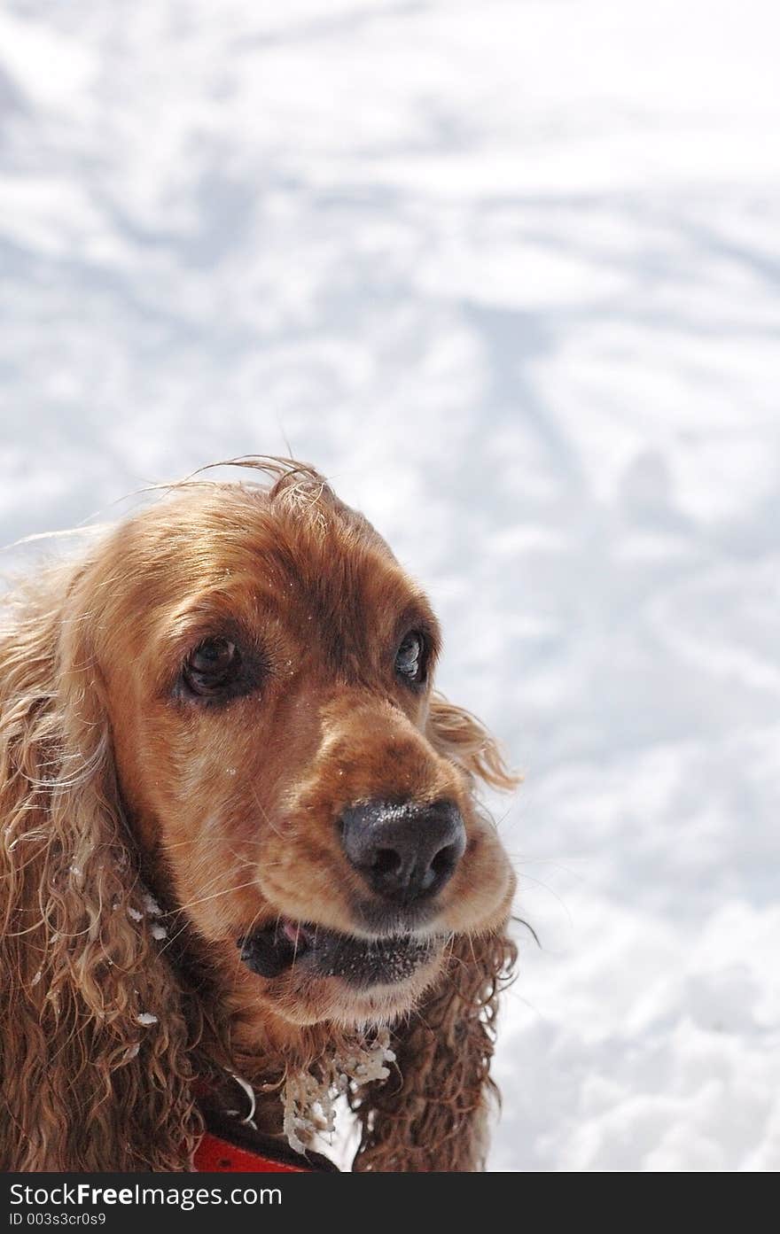 English cocker spaniel having fun in the snow. Metering on the fur, snow is pure white and overexposed. English cocker spaniel having fun in the snow. Metering on the fur, snow is pure white and overexposed.