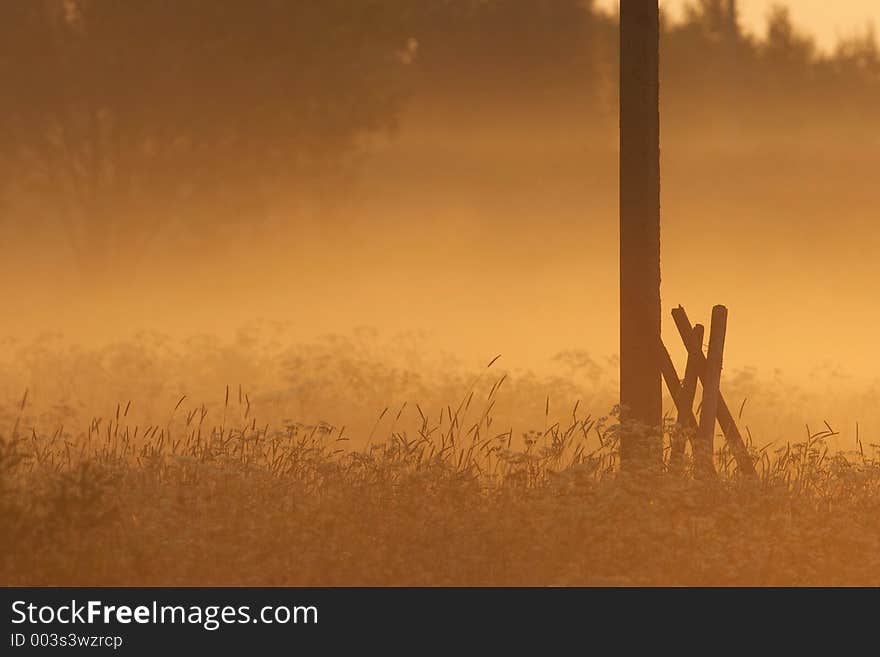 Golden field. Golden field