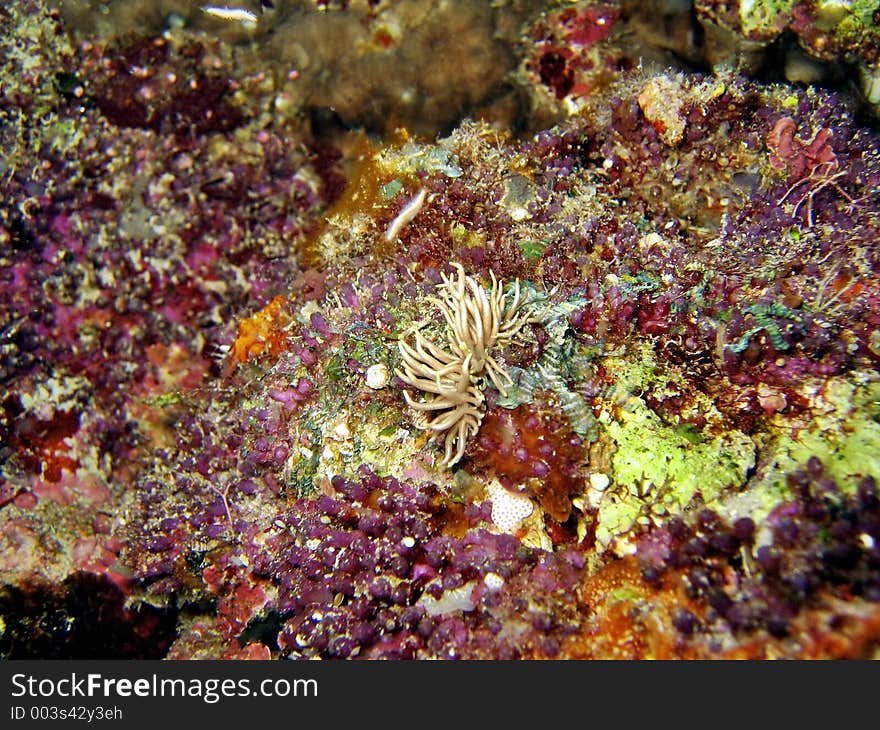 Nudibranch species. Nudibranch species