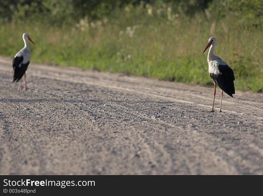 Stork