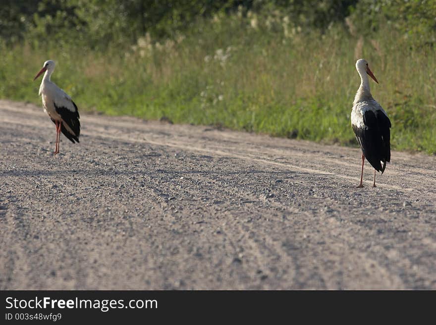 Two storks on the way