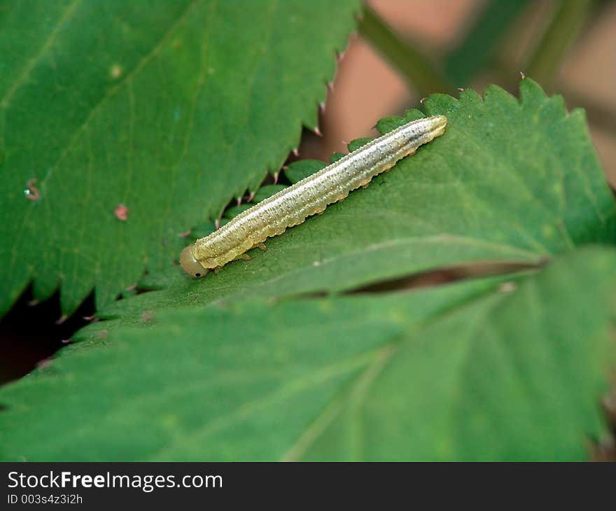 Larvae an insect from group Hymenoptera, suborder Symphyta. The photo is made in Moscow areas (Russia). Original date/time: 2004:09:02 14:20:11. Larvae an insect from group Hymenoptera, suborder Symphyta. The photo is made in Moscow areas (Russia). Original date/time: 2004:09:02 14:20:11.