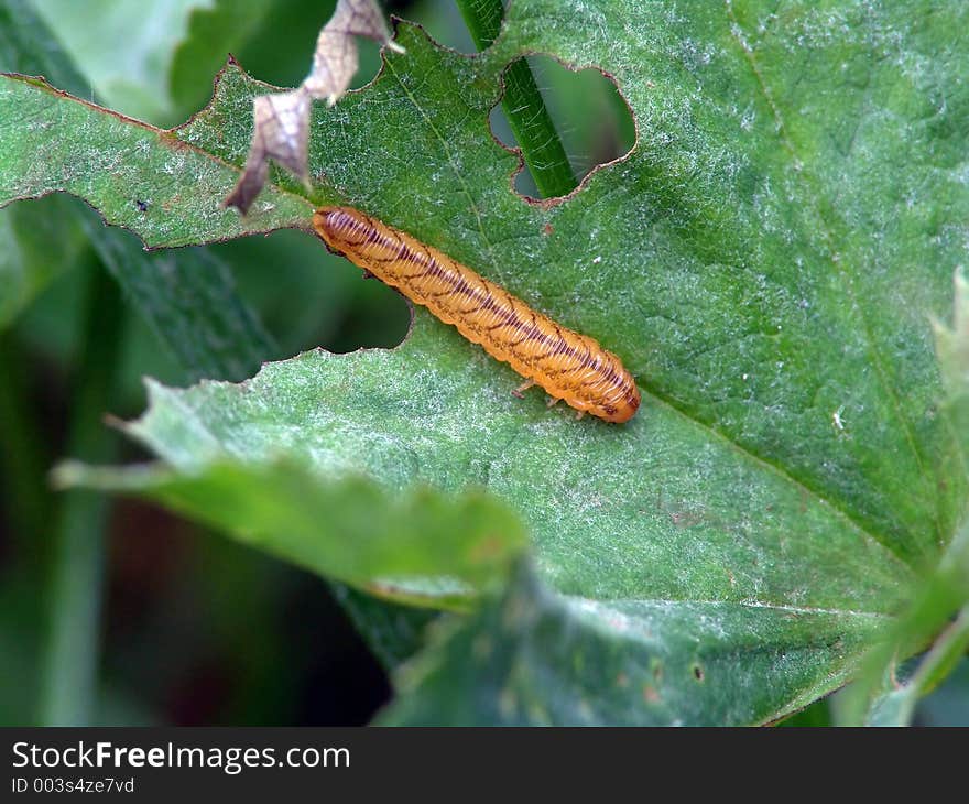 Larvae an insect from group Hymenoptera, suborder Symphyta. The photo is made in Moscow areas (Russia). Original date/time: 2004:09:02 15:46:08. Larvae an insect from group Hymenoptera, suborder Symphyta. The photo is made in Moscow areas (Russia). Original date/time: 2004:09:02 15:46:08.