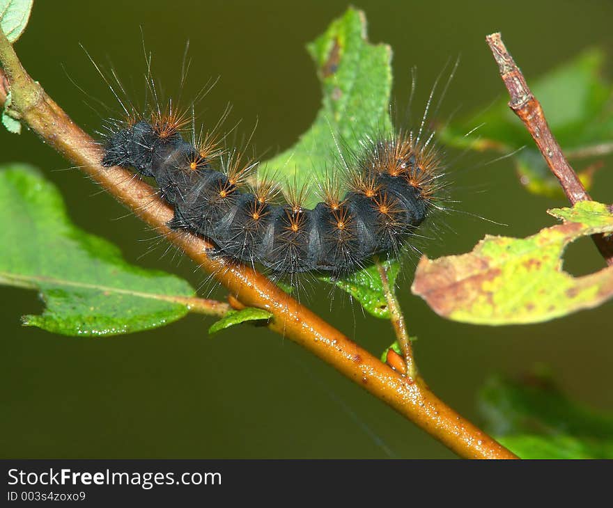 A caterpillar of butterfly Epicallia villica, families Arctiidae. The photo is made in Moscow areas (Russia). Original date/time: 2004:09:03 13:47:10. A caterpillar of butterfly Epicallia villica, families Arctiidae. The photo is made in Moscow areas (Russia). Original date/time: 2004:09:03 13:47:10.