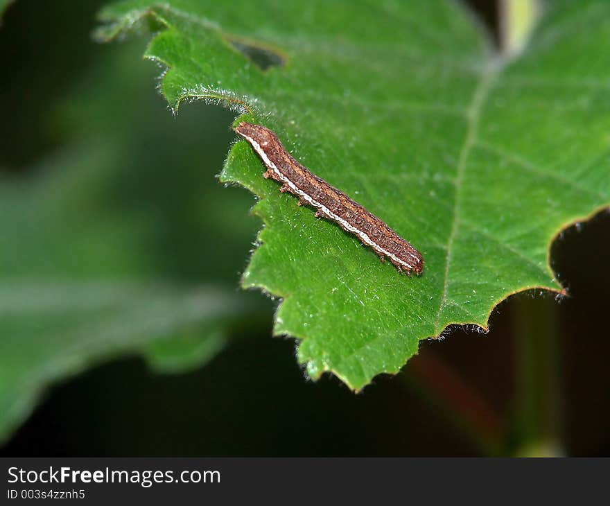 Caterpillar of the butterfly of family Geometridae.