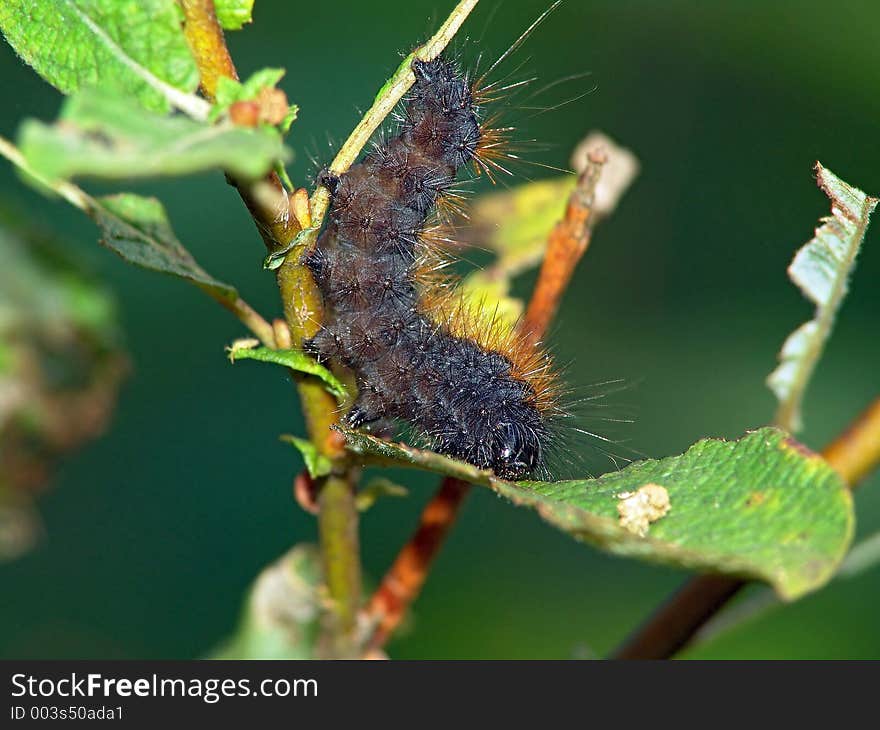 A caterpillar of butterfly Epicallia villica, families Arctiidae. The photo is made in Moscow areas (Russia). Original date/time: 2004:09:05 13:17:40. A caterpillar of butterfly Epicallia villica, families Arctiidae. The photo is made in Moscow areas (Russia). Original date/time: 2004:09:05 13:17:40.