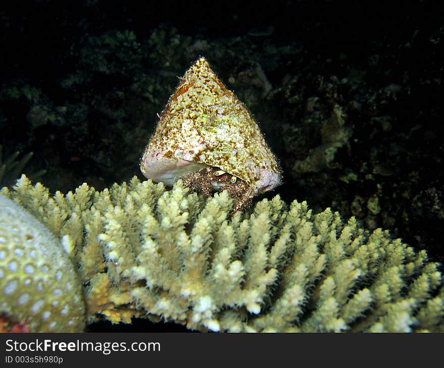 Crawling on top a table coral. Crawling on top a table coral