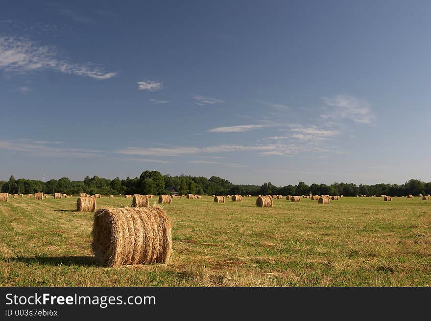 Harvested Rolls of Hay