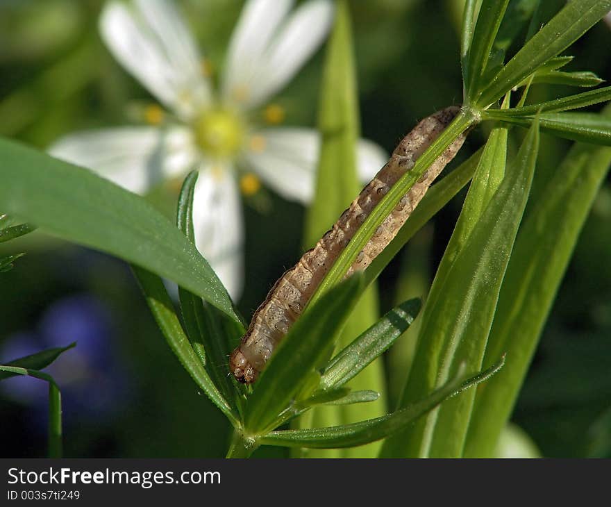 Caterpillar Of The Butterfly Of Family Noctidae.