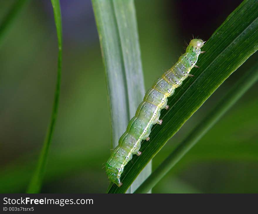 A caterpillar of the butterfly of family Noctidae. Length of a body about 26 mm. The photo is made in Moscow areas (Russia). Original date/time: 2004:06:23 10:45:13.