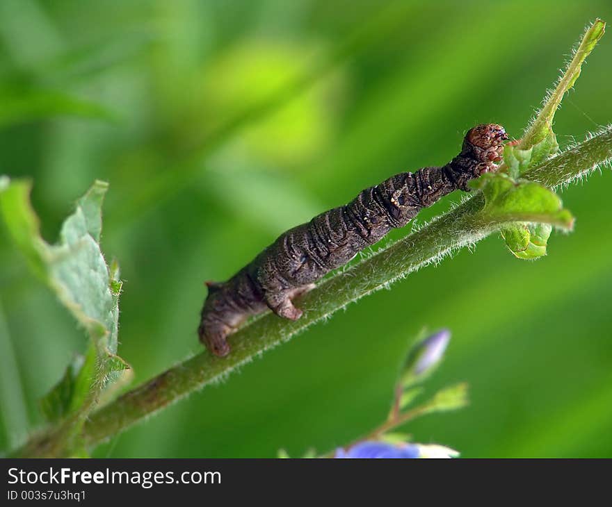 Caterpillar of the butterfly of family Geometridae.