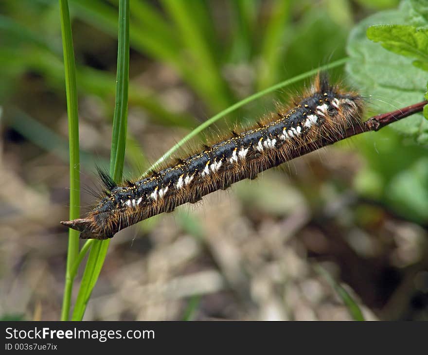 Caterpillar of butterfly Euthrix potatoria.