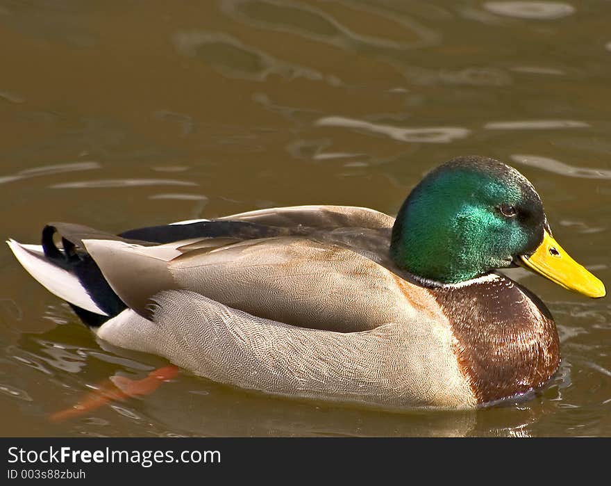 Detailed close-up of wonderfully colored Mallard duck.