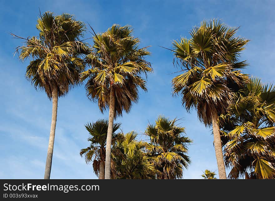 Palm tree